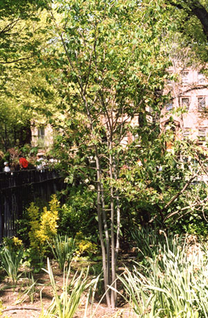 A tree grows in Brooklyn - May 5, 2007